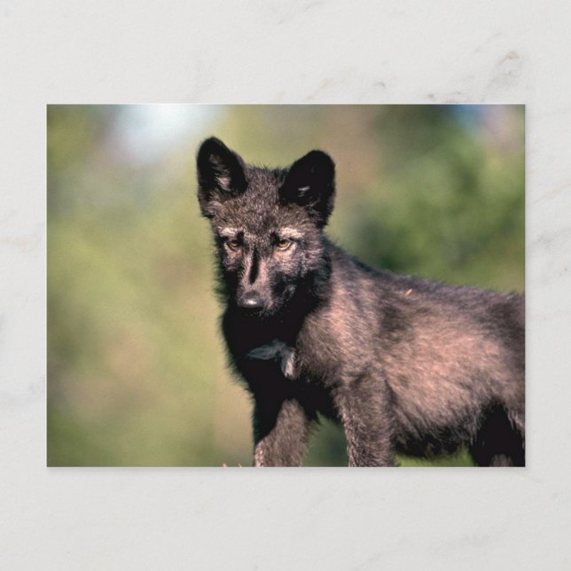 Gray Wolf-Summer-(Black-Phase) cub Postkarte (Vorderseite)