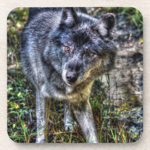 Gray Wolf & Wilderness Wildlife Foto Portrait Getränkeuntersetzer