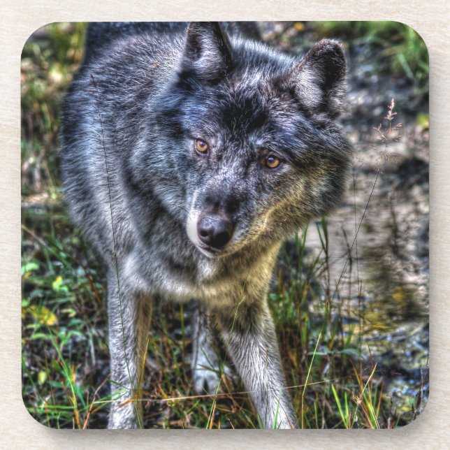 Gray Wolf & Wilderness Wildlife Foto Portrait Getränkeuntersetzer (Vorderseite)