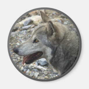 GRAY WOLF Wildlife Foto Magnet
