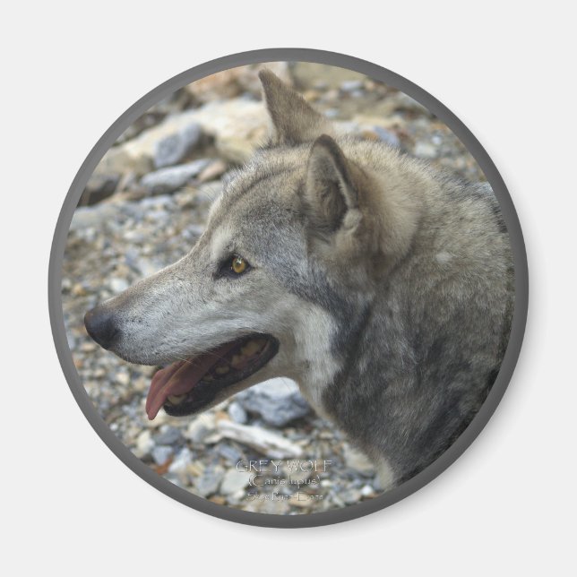 GRAY WOLF Wildlife Foto Magnet (Vorne)