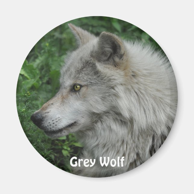 GRAY WOLF Wildlife Foto Magnet (Vorne)