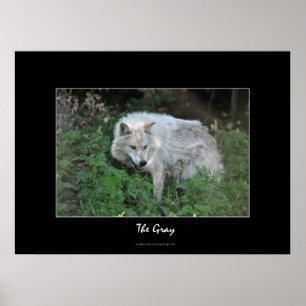 Gray Wolf Wildlife Foto Portrait Poster