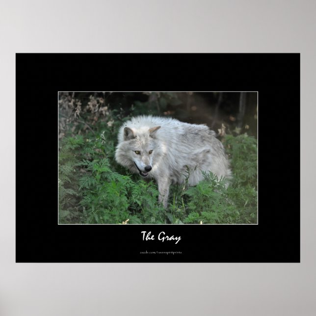 Gray Wolf Wildlife Foto Portrait Poster (Vorne)