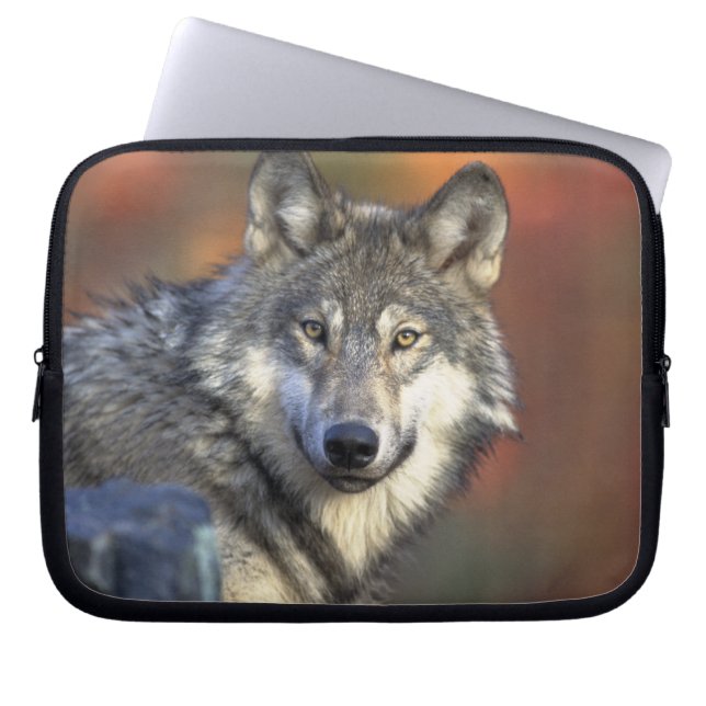 Gray Wolf Wildlife Lovers Laptopschutzhülle (Vorderseite)