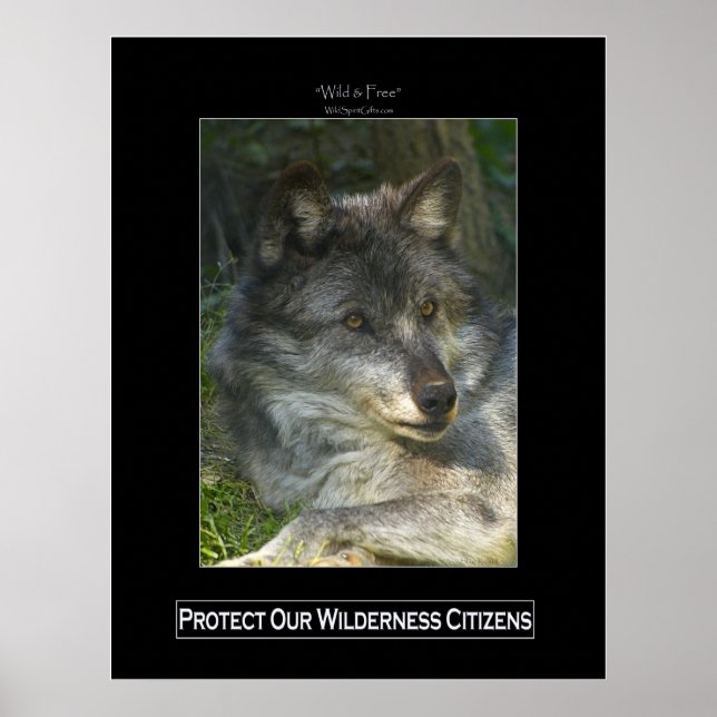 GRAY WOLF Wildlife Support Poster (Vorne)