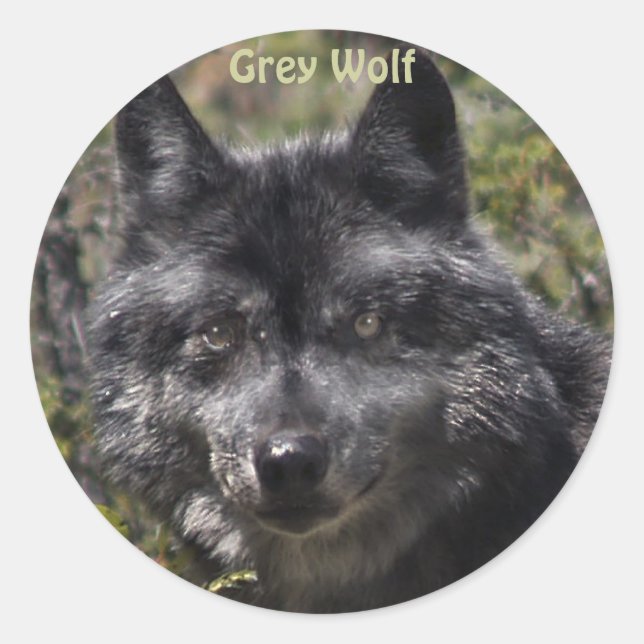 GRAY WOLF Wildlife Support Stickers (Vorderseite)