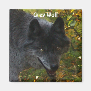 GRAY WOLF Wildlife Supporter Foto Magnet