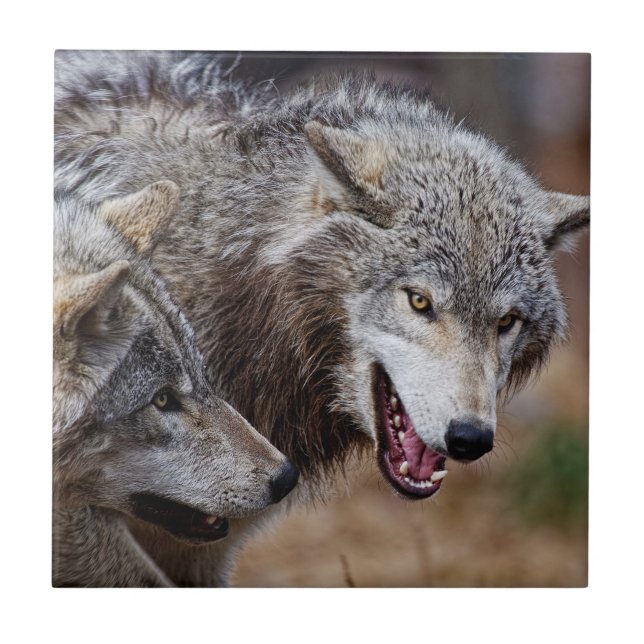 Gray Wolves  Fliese (Vorderseite)