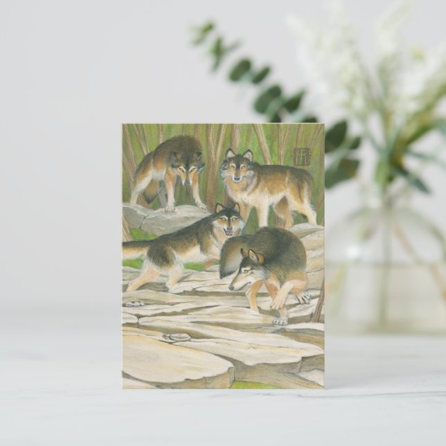 Gray Wolves Postkarte (Stehend Vorderseite)