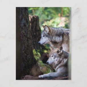 Gray Wolves Postkarte