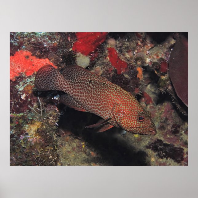 Graysby Poster (Vorne)