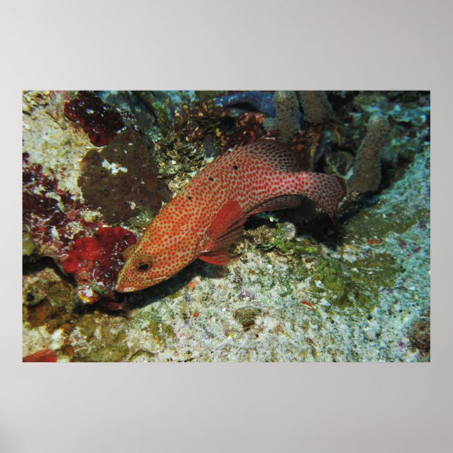 Graysby Poster (Vorne)