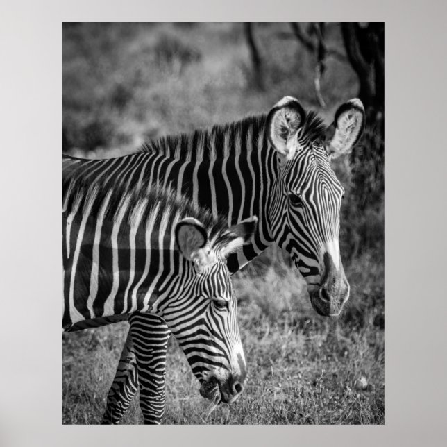 GRAYSCALE FOTO ZEBRAS POSTER (Vorne)