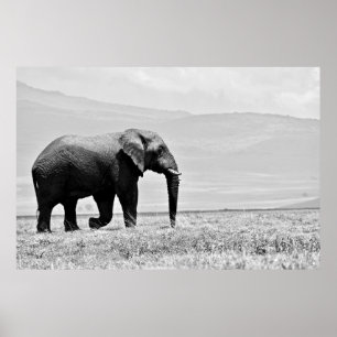 GRAYSCALE FOTOGRAFIE DES ELEPHANS POSTER