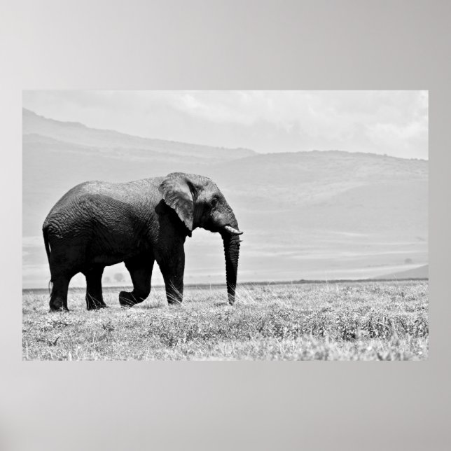 GRAYSCALE FOTOGRAFIE DES ELEPHANS POSTER (Vorne)