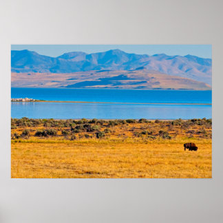 Grazing Büffel, Great Salt Lake, Utah Poster