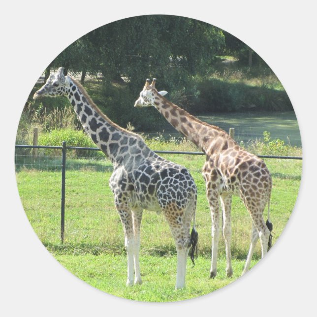 Grazing Giraffen Runder Aufkleber (Vorderseite)