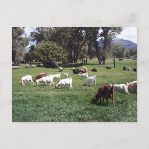 Grazing Goats Postkarte