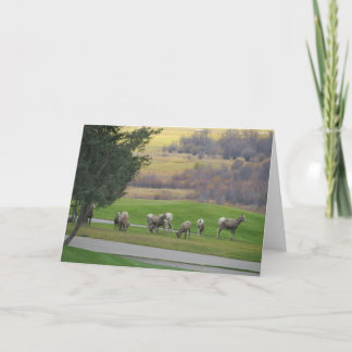 Grazing in Autumn Greeting Card Karte