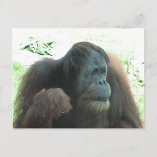 Great Ape Postcard Postkarte