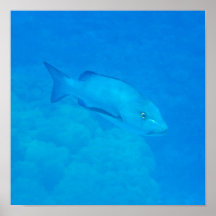 Great Barrier Reef Bohar Snapper Fisch