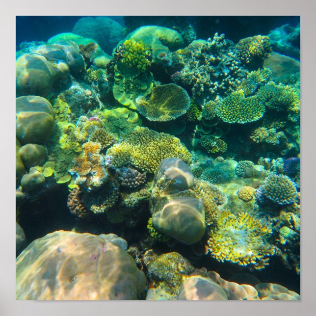 Great Barrier Reef Coral - #2 Poster (Vorne)