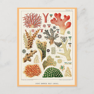 Great Barrier Reef Corals Postkarte