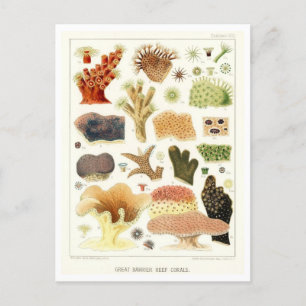 Great Barrier Reef Corals Vintage Postkarte
