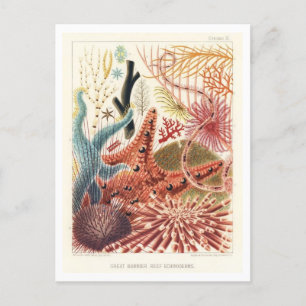 Great Barrier Reef Echinoderatoren Vintag Postkart Postkarte