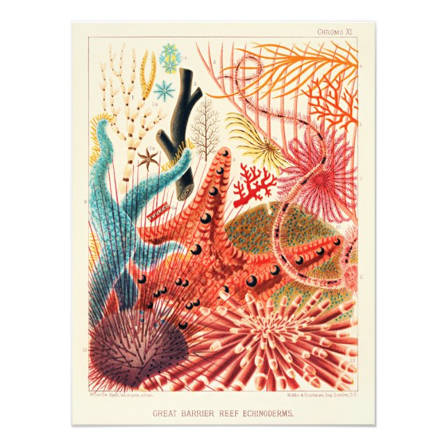 Great Barrier Reef Echinodermen Fotodruck (Vorne)