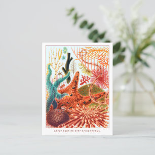 Great Barrier Reef Echinodermen Vintage Postkarte