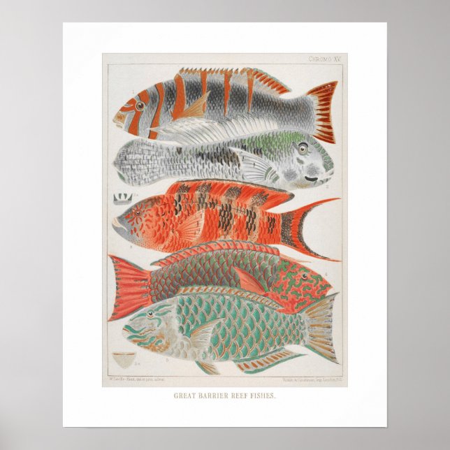 Great Barrier Reef Fische in Korallen, Art Print Poster (Vorne)