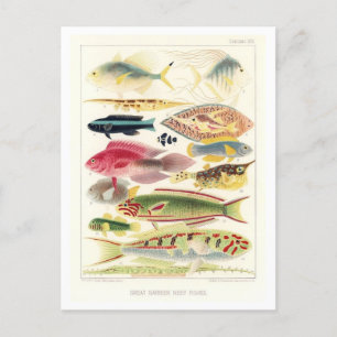 Great Barrier Reef Fish Vintage Postkarte