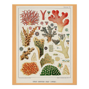 Great Barrier Reef Korallen Poster