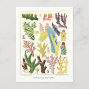 Great Barrier Reef Korallen Vintage Postkarte
