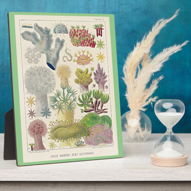 Great Barrier Reef of Australia, Alcyonaria, Fotoplatte (Seite)