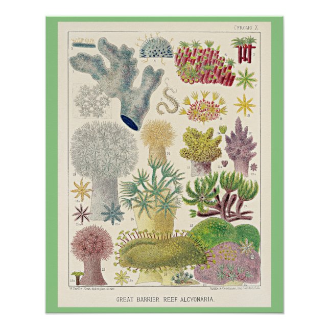 Great Barrier Reef of Australia, Alcyonaria, Poster (Vorderseite)