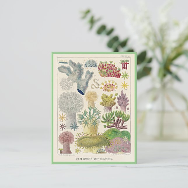 Great Barrier Reef of Australia, Alcyonaria, Postkarte (Stehend Vorderseite)