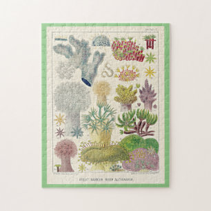 Great Barrier Reef of Australia, Alcyonaria, Puzzle