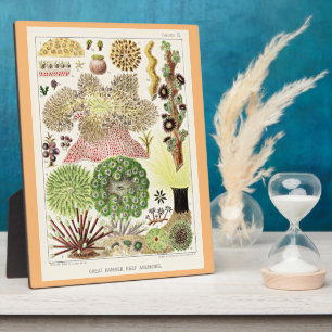 Great Barrier Reef of Australia Anemones Fotoplatte