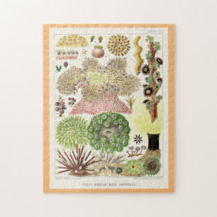 Great Barrier Reef of Australia Anemones Puzzle