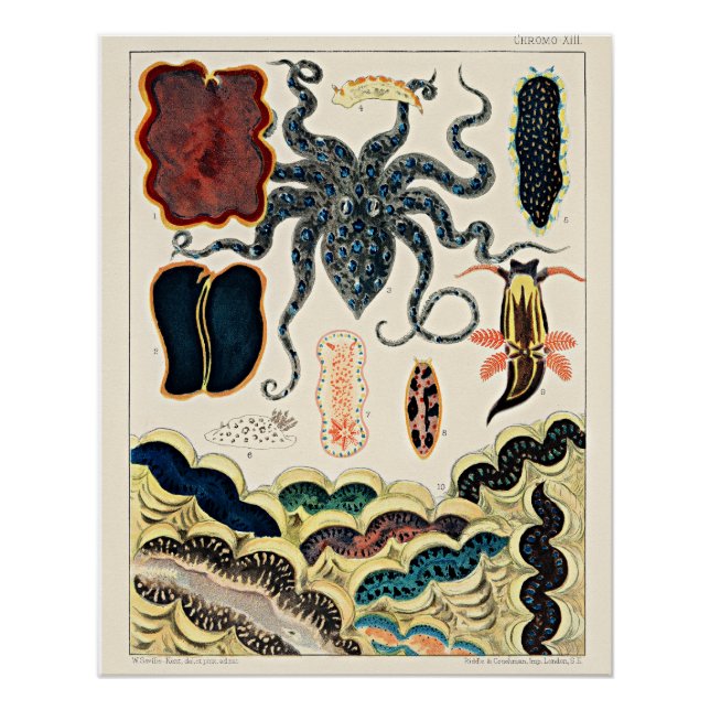 Great Barrier Reef of Australia Poster (Vorderseite)