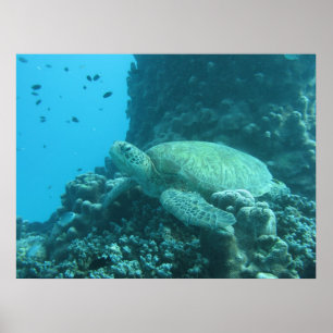 Great Barrier Reef Schildkröte-Plakat Poster