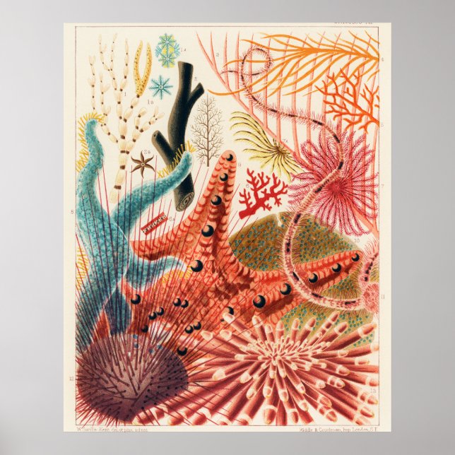 Great Barrier Reef Stachelhäuter, Poster (Vorne)