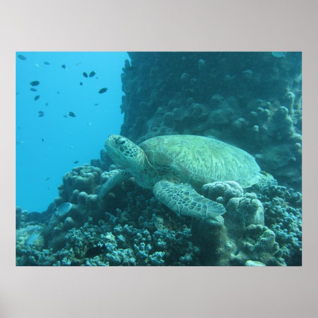 Great Barrier Reef Turtle Poster (Vorne)