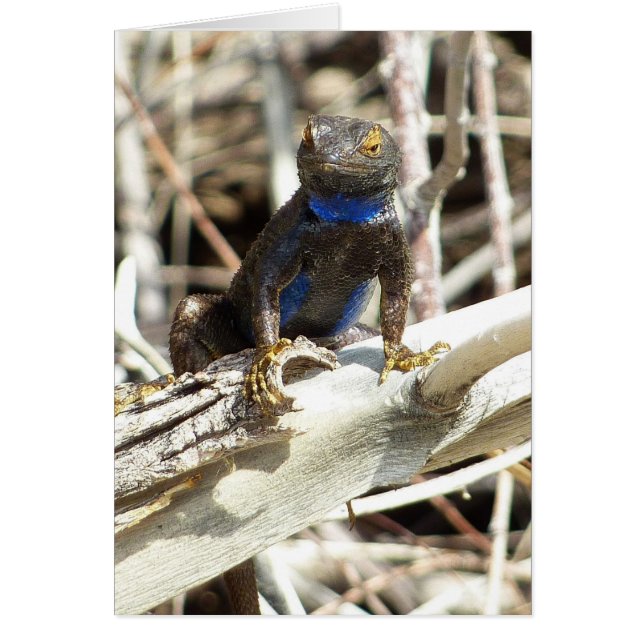 Great Basin Fence Lizard im Joshua Tree (Vorne)