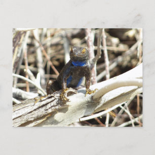 Great Basin Fence Lizard im Joshua Tree Postkarte