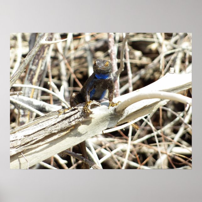 Great Basin Fence Lizard in Joshua Tree Poster (Vorne)