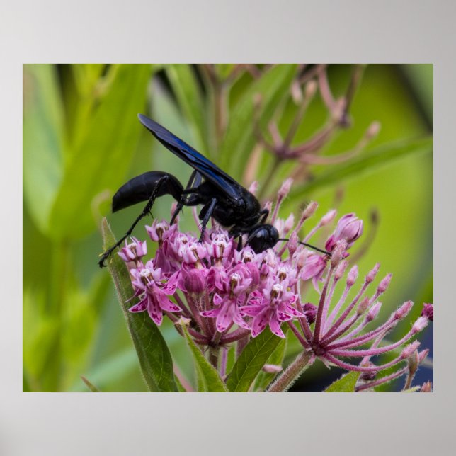 Great Black Wasp Poster (Vorne)